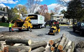 How Our Tree Care Process Works  in Lucas, TX