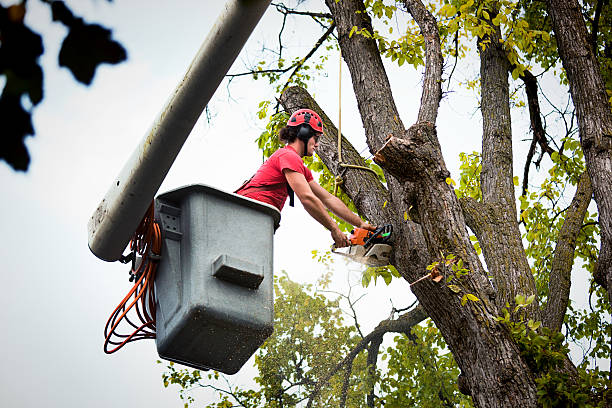 Best Fruit Tree Pruning  in Lucas, TX